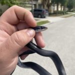 Snake control Central Florida