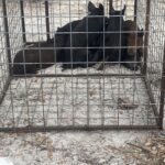 Central Florida Wild Hog Removal service