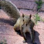 Residential squirrel removal in central Florida