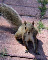 Residential squirrel removal in central Florida