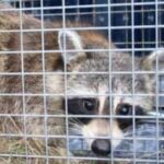 Central Florida residential raccoon removal