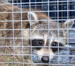 Central Florida residential raccoon removal