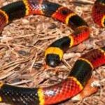 Central Florida Snake Removal