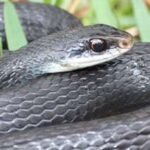 Florida Venomous Snake Removal