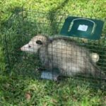 Opossum removal services in Central Florida