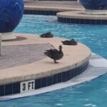 Duck exclusion service in Central Florida