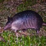 Central Florida Armadillo Removal service