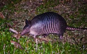 Central Florida Armadillo Removal service