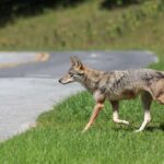 Central Florida Coyote Removal service